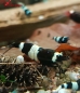 Preview: Taiwan Panda